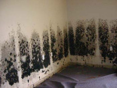 Mold and Mildew Removal San Carlos, CA